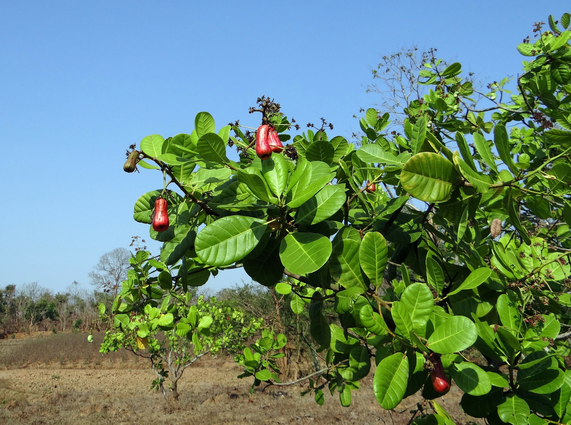 Cashewbaum